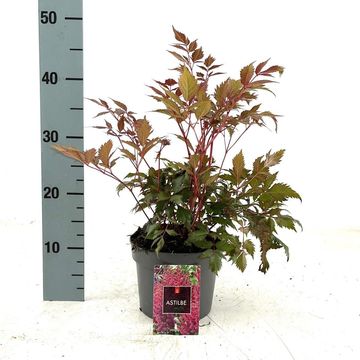 Astilbe 'Fanal'