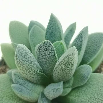 Crassula tecta