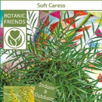 Mahonia eurybracteata 'Soft Caress'