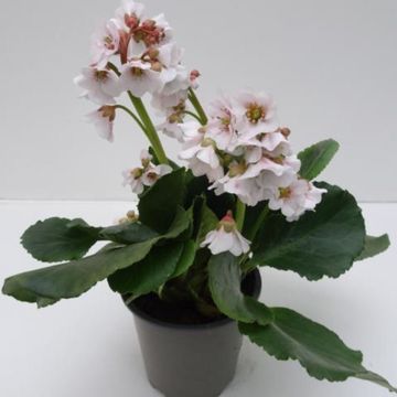 Bergenia 'Harzkristall'