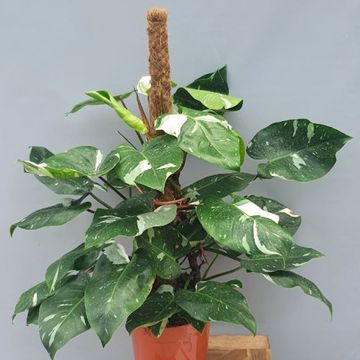 Philodendron 'White Princess'