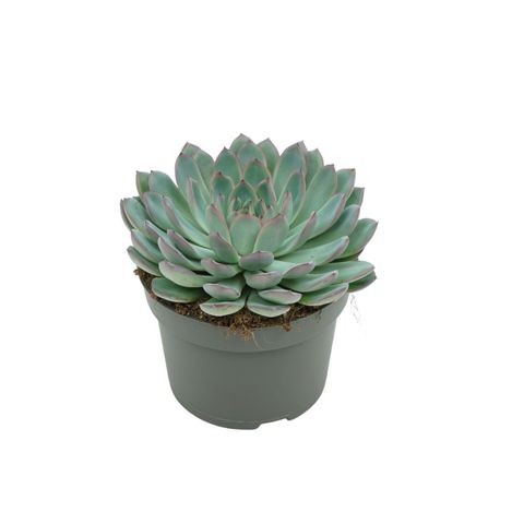 Echeveria 'Apus' — Plant Wholesale FlorAccess