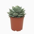 Agave potatorum