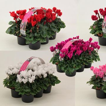 Cyclamen SUPER SERIE VERANO MIX