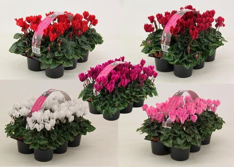 Cyclamen SUPER SERIE VERANO MIX