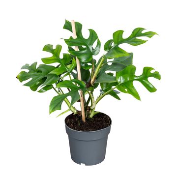 Monstera minima