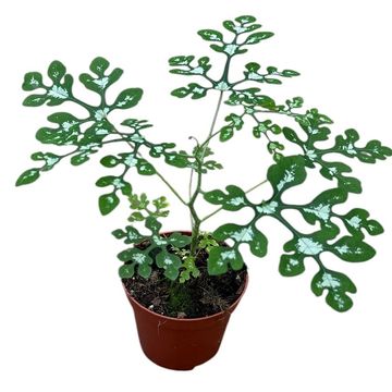 Adenia perrieri