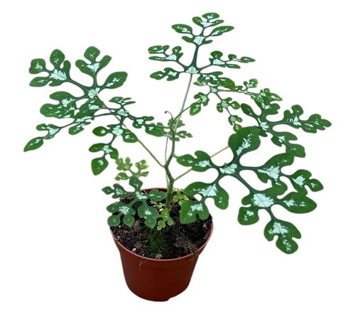 Adenia perrieri