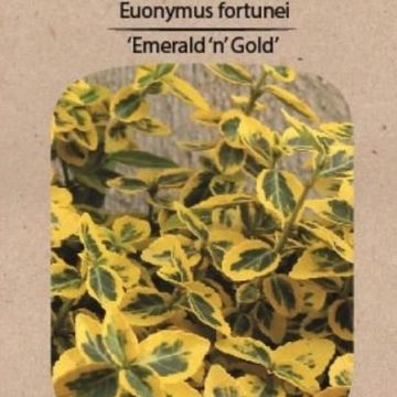 Euonymus fortunei 'Emerald 'n' Gold'