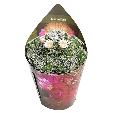 Mammillaria decipiens — Plant Wholesale FlorAccess