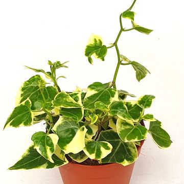 Senecio macroglossus 'Variegatus'