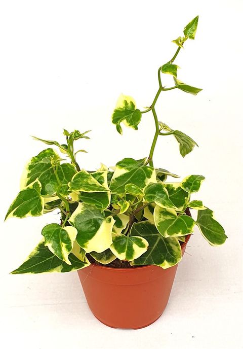 Senecio macroglossus 'Variegatus'