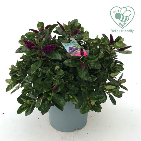 Hebe HEBEDONNA ALEXA