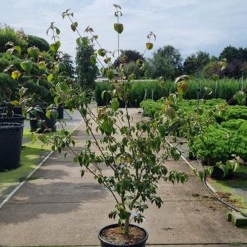 Cornus kousa 'Wieting's Select'