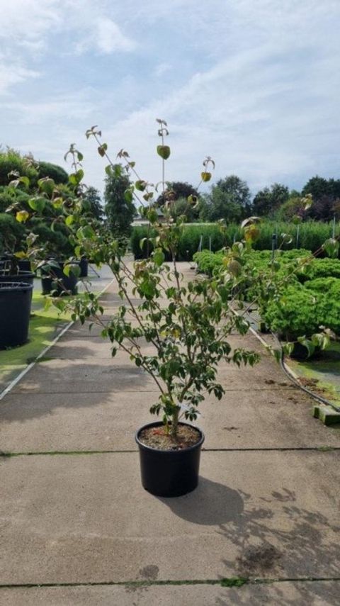 Cornus kousa 'Wieting's Select'