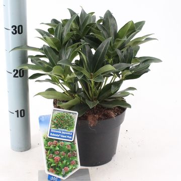 Skimmia japonica RUBESTA PINK GIANT