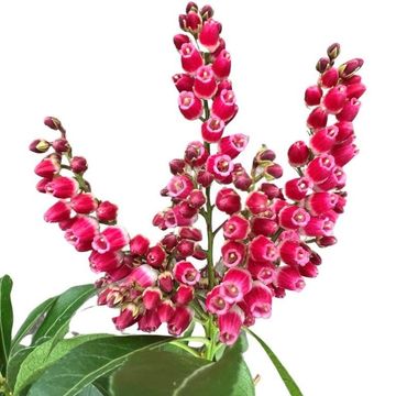 Pieris japonica 'Passion'