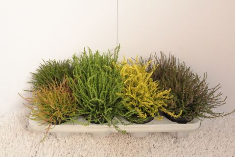 Calluna vulgaris MIX