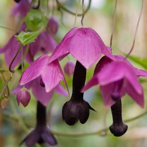 Rhodochiton atrosanguineus 'Purple Bells' (Seuren Rozenkwekerijen BV, Gebr.)
