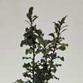Ilex aquifolium