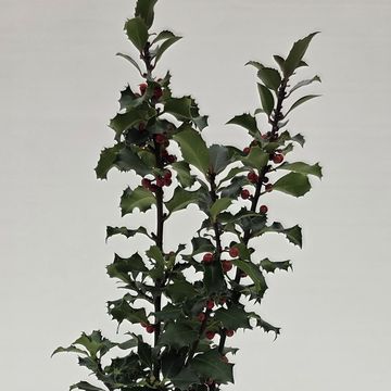 Ilex aquifolium