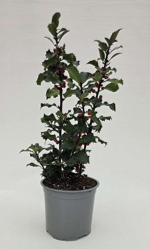 Ilex aquifolium