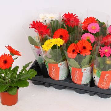 Gerbera MIX