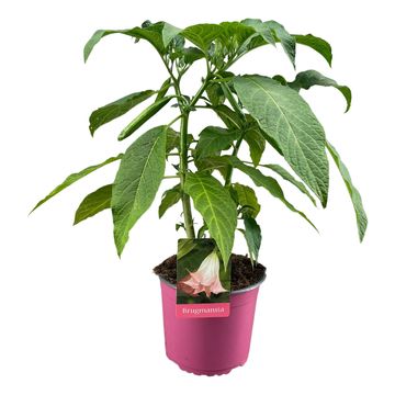 Brugmansia BUSH PINK