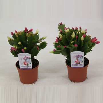 Schlumbergera MIX