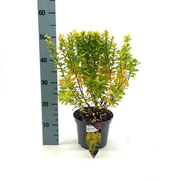 Berberis thunbergii 'Maria'