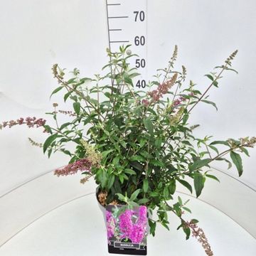 Buddleja davidii 'Pink Delight'