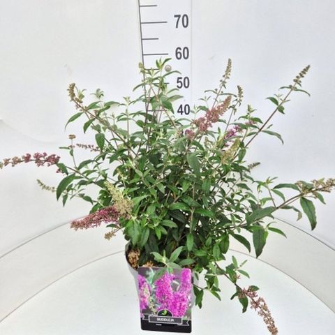 Buddleja davidii 'Pink Delight'