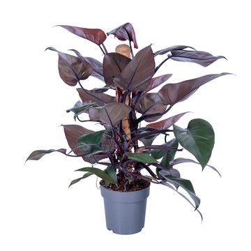 Filodendron erubescens 'New Red'