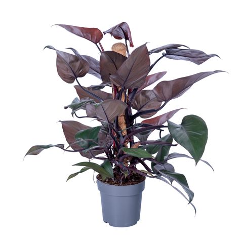 Philodendron erubescens 'New Red'