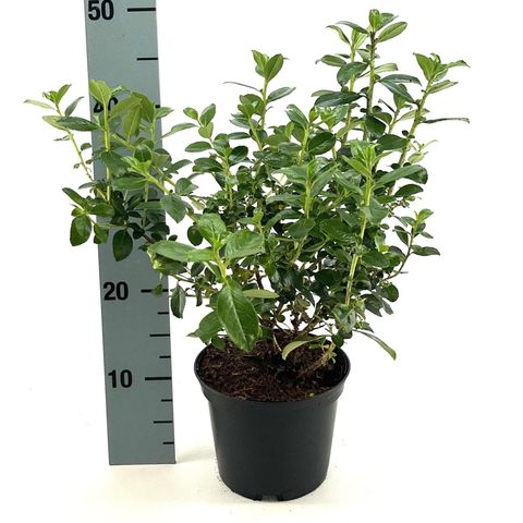 Escallonia rubra macrantha