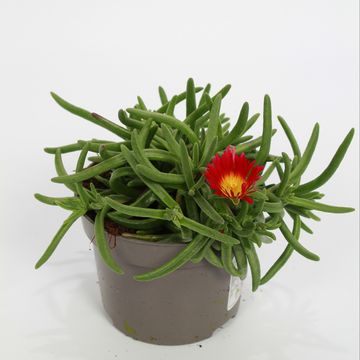 Delosperma cooperi DELMARA FUCHSIA