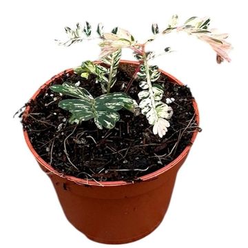 Phyllanthus urinaria 'Variegata'