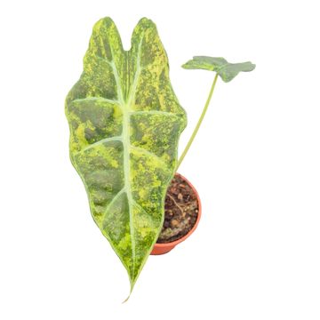 Алоказія sanderiana 'Bull Variegata'