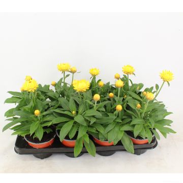 Xerochrysum bracteatum 'Granvia Gold'