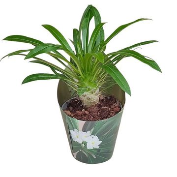Pachypodium lamerei