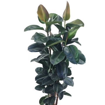 Ficus elastica 'Robusta'