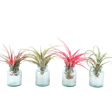 Tillandsia MIX