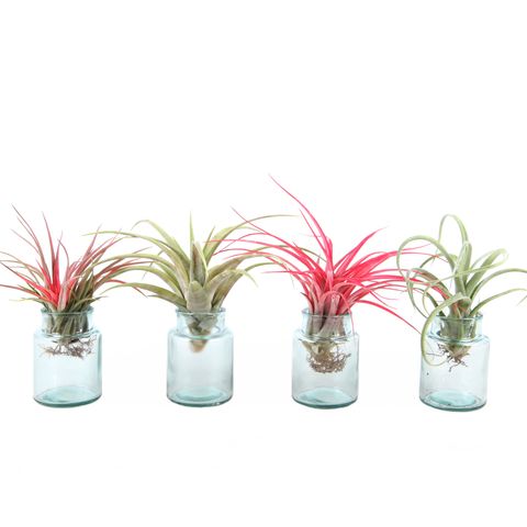 Tillandsia MIX