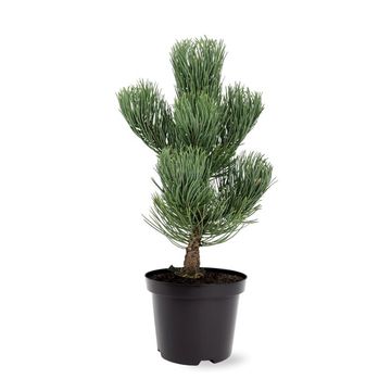 Pinus nigra 'Oregon Green'