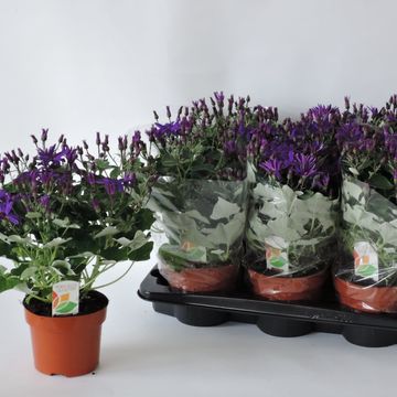 Pericallis SENETTI DEEP BLUE