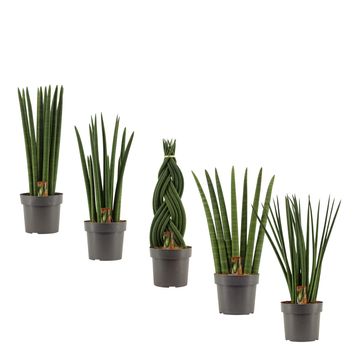 Sansevieria cylindrica MIX