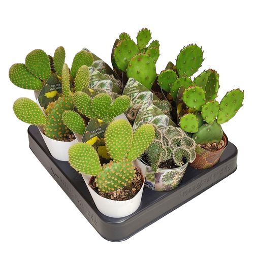 Opuntia MIX