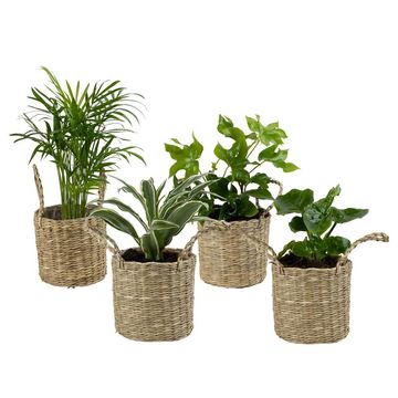 Plantas o interior MIX