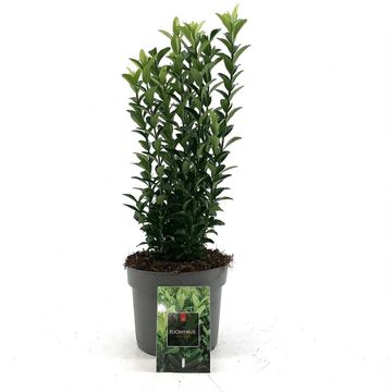 Euonymus japonicus 'Green Spire'