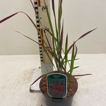 Imperata cylindrica 'Red Baron'